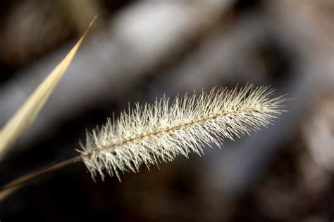 Dried Grass Seed Head Picture Free Photograph Photos Public Domain