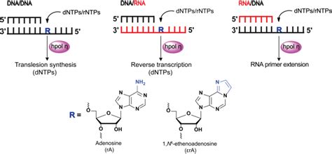 Human Pol Mediated Translesion Synthesis Reverse Transcription Rna