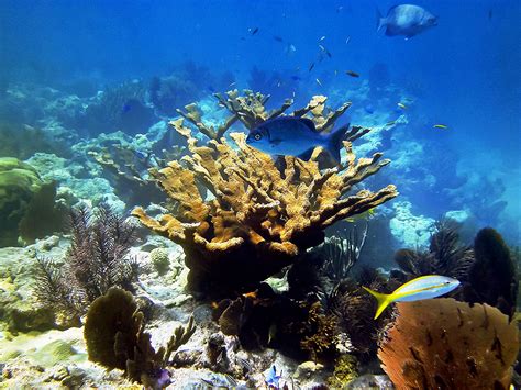 Habitats Florida Keys National Marine Sanctuary