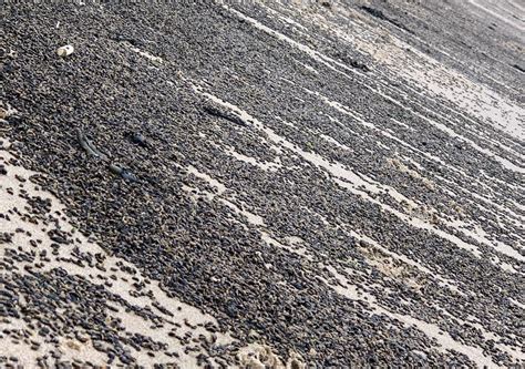 Mistério milhões de besouros surgem em praia da Inglaterra