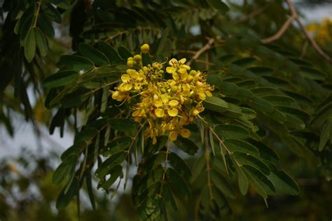 Siamese Cassia Senna Siamea Flower Leaf Care Uses Picturethis