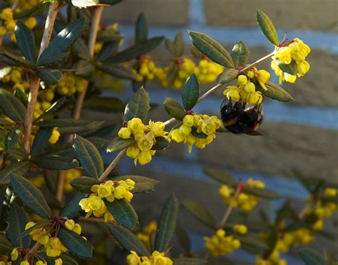 Berberis julianae (Wintergreen Barberry) | North Carolina Extension ...