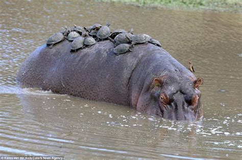 Hippo is ambushed by turtles as it takes a dip in South Africa | Daily ...