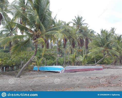 Some Palm Trees By The Sea Playa Esterillos Parrita Village Costa