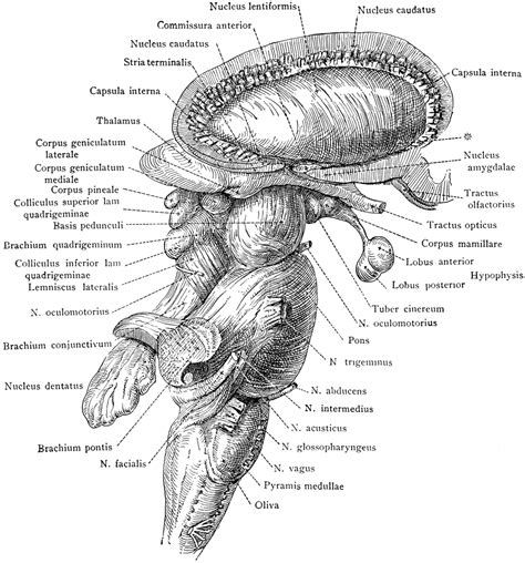 Brain Stem And Adjacent Structures Clipart Etc