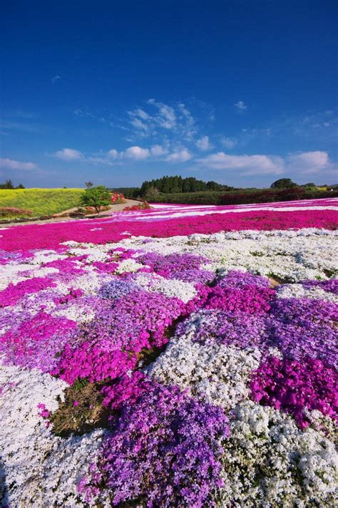 Matsumoto Azaléa Park Um Festival De Flores E Cores Em Nagasaki