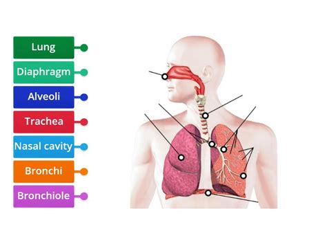 Respiratory System 5th B Labelled Diagram