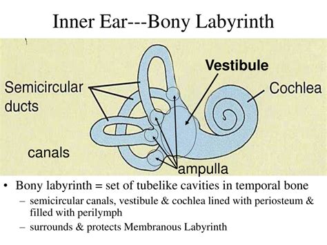 Ppt Anatomy Of The Ear Region Powerpoint Presentation Free Download Id 9624559