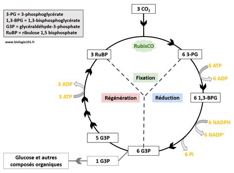 Photosynthèse cycle de Calvin Biologie101