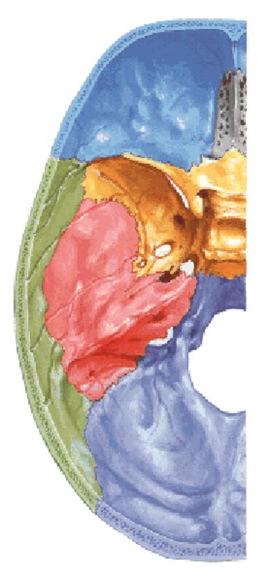 Cranial Base Diagram Quizlet