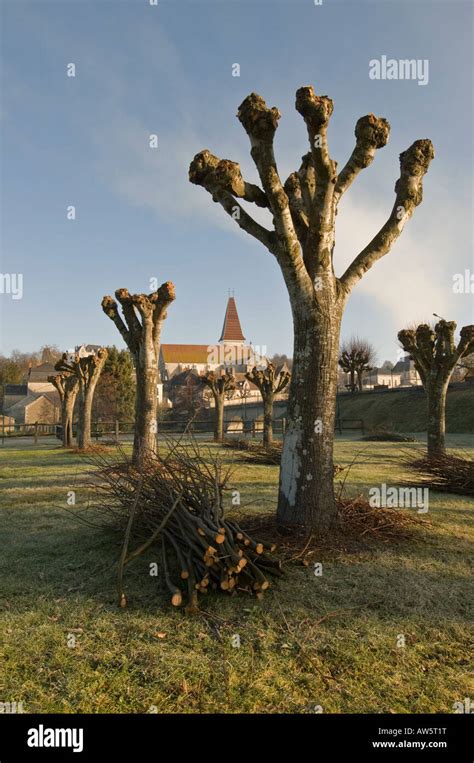 Pollarded Tilleul Trees France Stock Photo Alamy