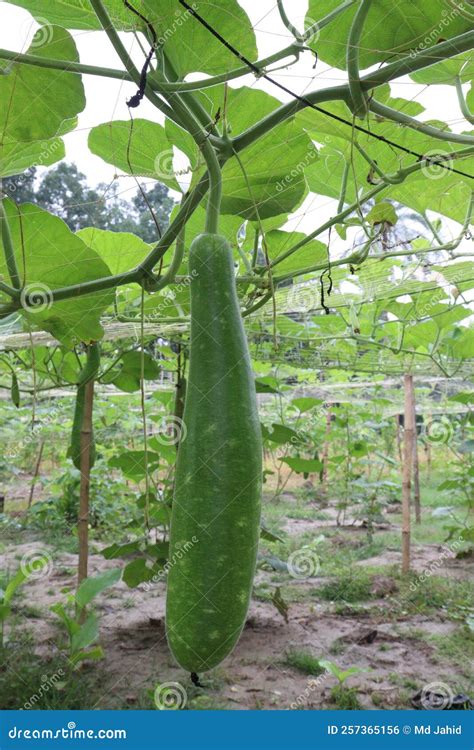 Bottle Gourd Stock On Farm Stock Photo Image Of Plantation 257365156