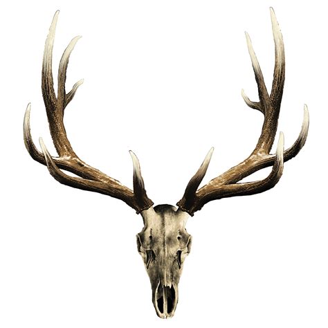 Elk Skull Decal | Mossy Oak Graphics