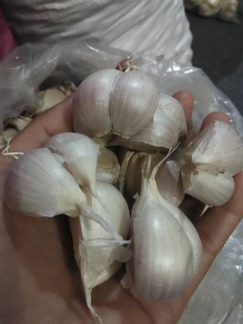 Jual Bawang Putih Kating Super Kg Shopee Indonesia