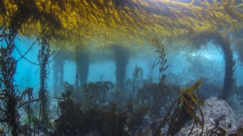 Cómo Son Los Exuberantes Bosques Submarinos Del Ártico Semana