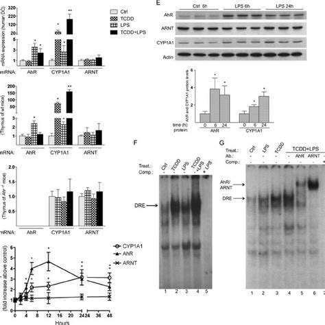 Increased Expression Of Ahr And Cyp A By Lps In Human Dc And Thymus Of