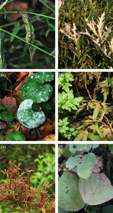 Examples Of Pathogen Accumulation On Invasive Plants A Bipolaris Sp