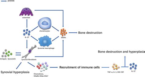 Frontiers A Role Of Il In Rheumatoid Arthritis Patients