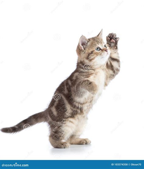 El Gatito Gris Mullido Del Gato Cría Recto Escocés Jugando Sobre El