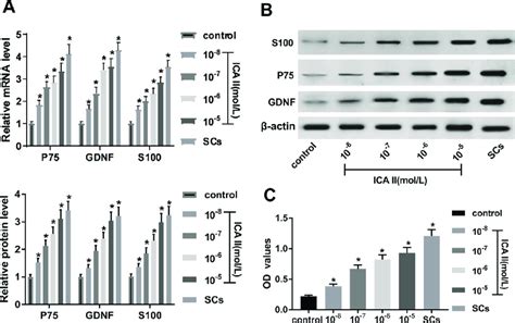 Ica Ii Promoted Adscs Proliferation And Differentiation To Scs A And Download Scientific