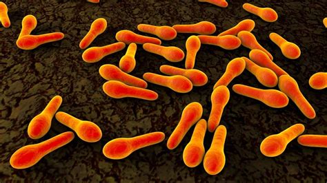 Clostridium Botulinum Qué Es Características Morfología Hábitat