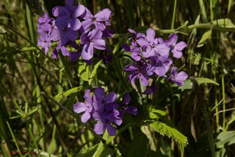 Het Virtuele Herbarium 530 Damastbloem Luuk