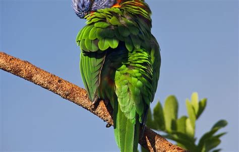 Cuánto tiempo puede vivir un loro Mundo Cachorro