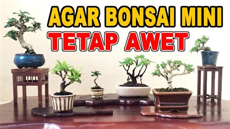 Perawatan Bonsai Mini Agar Tetap Awet Bonsai Mini Yudi Animasi YouTube