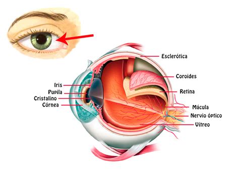 El ojo y sus partes anatomía del ojo CuidarLosOjos Hot Sex Picture