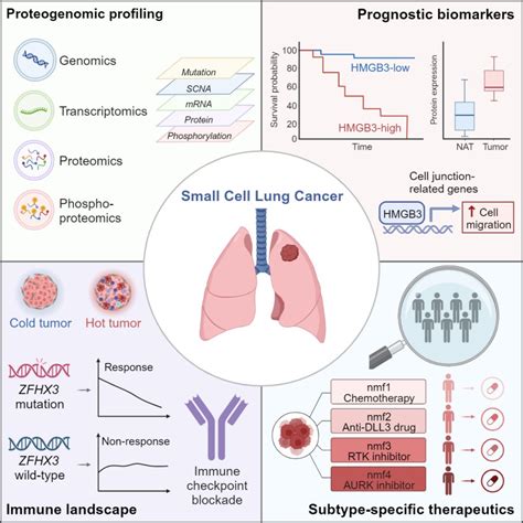 科研人员首次大规模揭示小细胞肺癌蛋白组学图谱新闻科学网