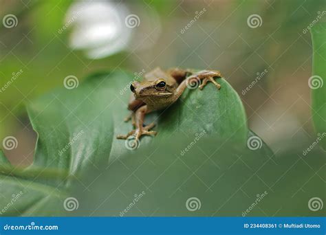 Java Flying Frog Or Javan Tree Frog Stock Image Image Of Wallace