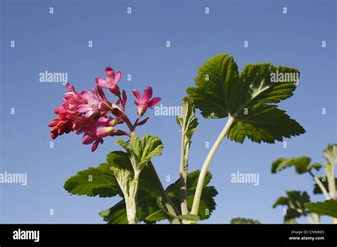 Red Flowering Currant Ribes Sanguineum King Edward Vii Close Up Of