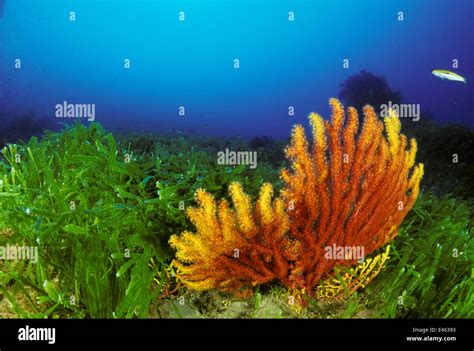 Yellow Fan Coral Seafan Paramuricea Clavata Amongst Mass Of