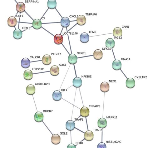 Predicted Protein Interaction Networks From The Degs Following Spif