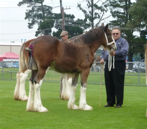 Image014 Commonwealth Clydesdale Horse Society Australia Inc