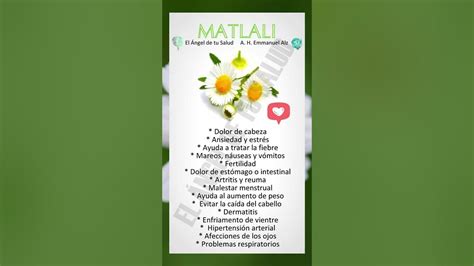 Beneficios Del Matlali Youtube