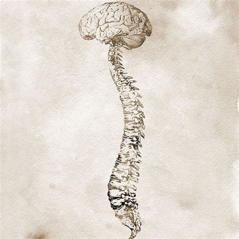 Human Spine With Brain Spine Drawing Brain Drawing Brain Art