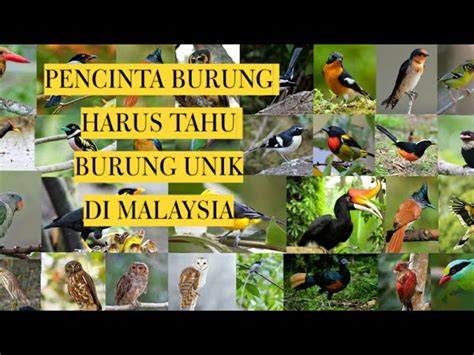 Gambar Jenis Burung Di Malaysia Jenis Burung Yang Berbeza Dengan