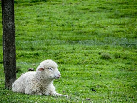 Sheep In The Green Pasture