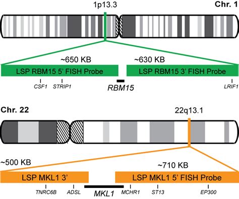 RBM15 MKL1 Dual Fusion Translocation FISH Probe Kit CytoTest