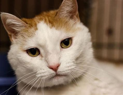 Multnomah County Animal Services at cat capacity, asks the public to help - oregonlive.com