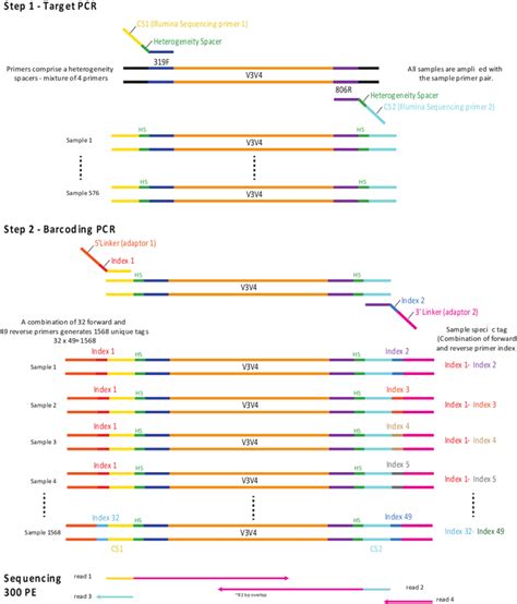 Illumina Amplicon Library Preparation Through Step Pcr Amplification