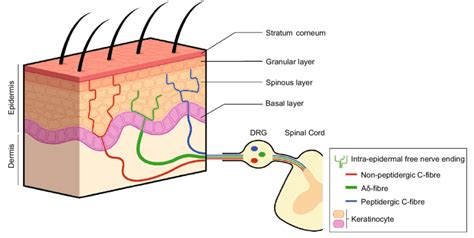 Intra-epidermal free nerve endings. The epidermis is innervated by... | Download Scientific Diagram