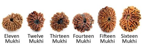 Different Types Of Rudraksha Beads And Their Benefits Rudraksha Beads