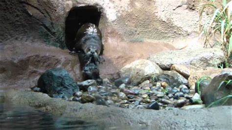 VIDEO: Baby otters learn to swim - ABC7 Los Angeles