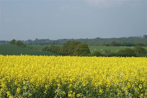 Rapeseed Field Fields - Free photo on Pixabay - Pixabay