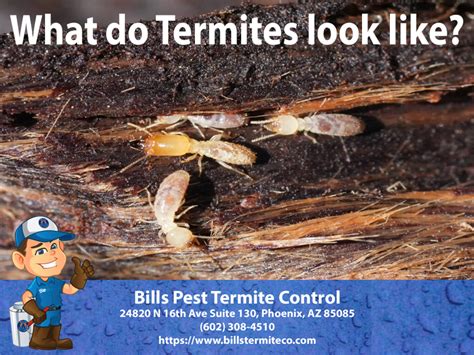 What Do Termites Look Like Bills Pest Termite Control