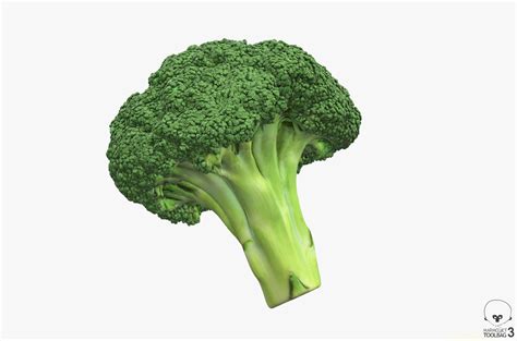 Broccoli High Poly Pbr 3d Model 29 Obj Fbx Max Free3d