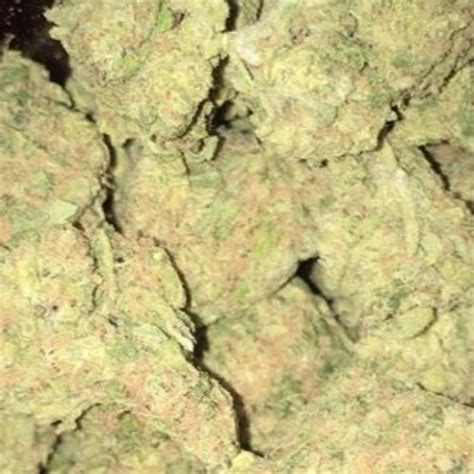 Shiva Skunk Weed Strain Information Leafly