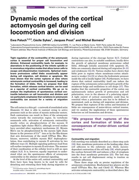 Pdf Dynamic Modes Of The Cortical Actomyosin Gel During Cell